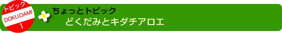 どくだみとキダチアロエ
